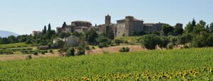 Girasoli a Fratta Todina